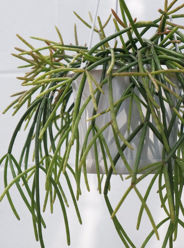 Rhipsalis Baccifera [sz:140mm]