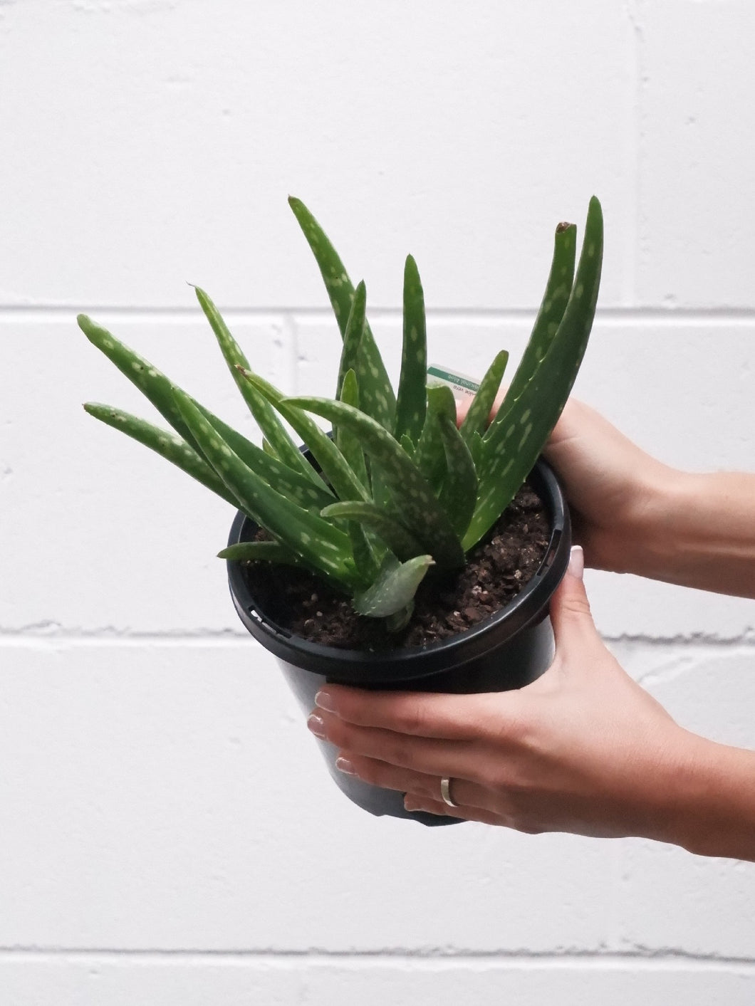 Aloe Vera [sz:150mm]