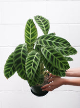 Load image into Gallery viewer, Calathea Zebrina [sz:200mm]
