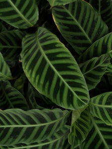 Calathea Zebrina [sz:250mm]