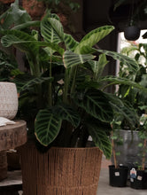 Load image into Gallery viewer, Calathea Zebrina [sz:250mm]

