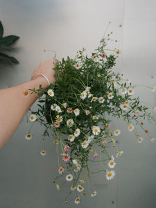 Erigeron 'seaside Daisy' [sz:140mm]