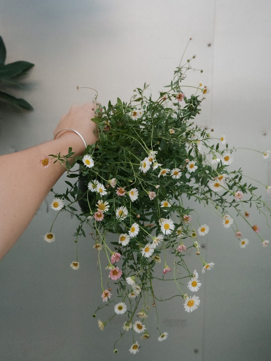 Erigeron 'seaside Daisy' [sz:140mm]