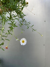 Load image into Gallery viewer, Erigeron &#39;seaside Daisy&#39; [sz:140mm]
