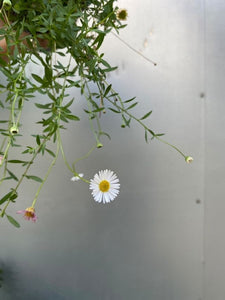 Erigeron 'seaside Daisy' [sz:140mm]