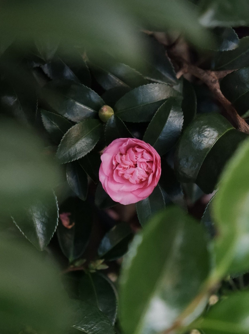 Camellia Sasanqua 'jennifer Susan' [sz:250mm]