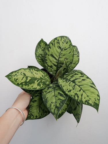 Homalomena 'camouflage' [sz:175mm]