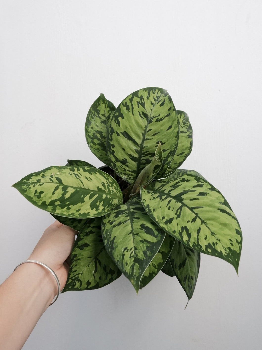 Homalomena 'camouflage' [sz:175mm]