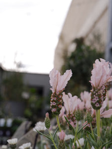 fairy wings lavender plant Lavender 'fairy Wings Whimsical' 140mm – Botanica Lane