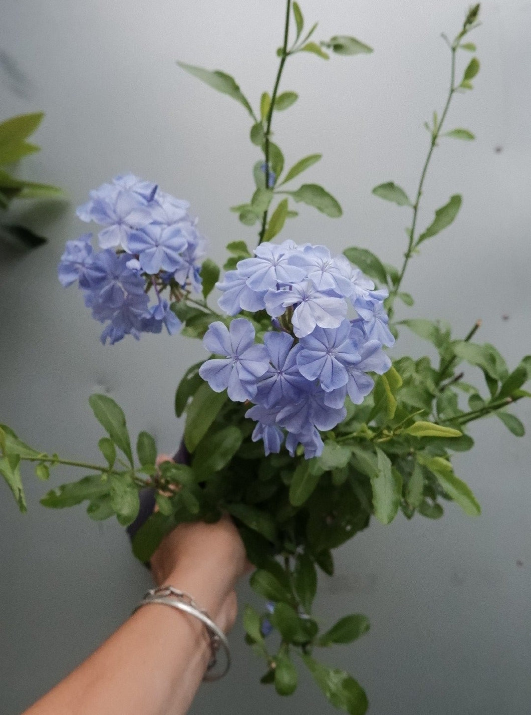 Plumbago Royal Cape 140mm
