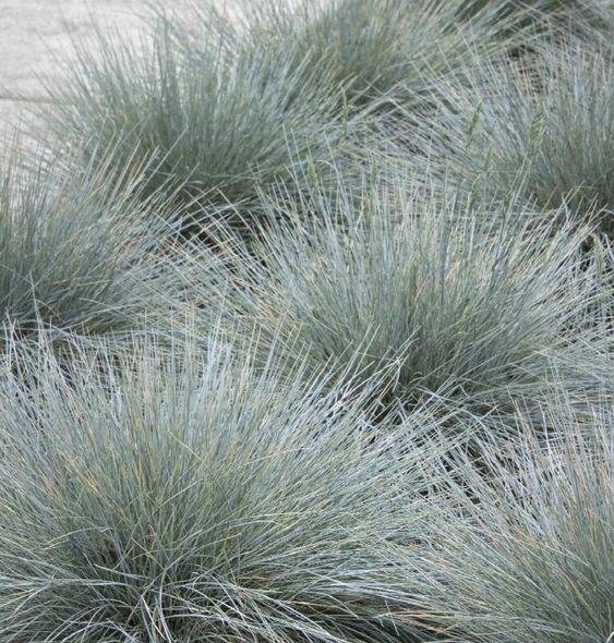 Festuca Glauca 100mm