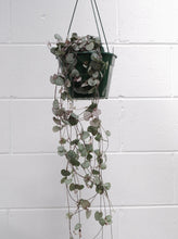 Load image into Gallery viewer, Ceropegia Woodii  &#39;chain Of Hearts&#39; [sz:160mm]
