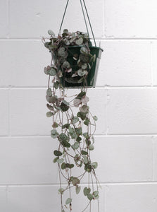 Ceropegia Woodii  'chain Of Hearts' [sz:160mm]