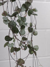Load image into Gallery viewer, Ceropegia Woodii  &#39;chain Of Hearts&#39; [sz:160mm]
