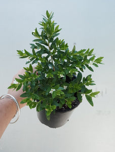 Cupea White 140mm 