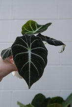 Load image into Gallery viewer, Alocasia &#39;black Velvet&#39;
