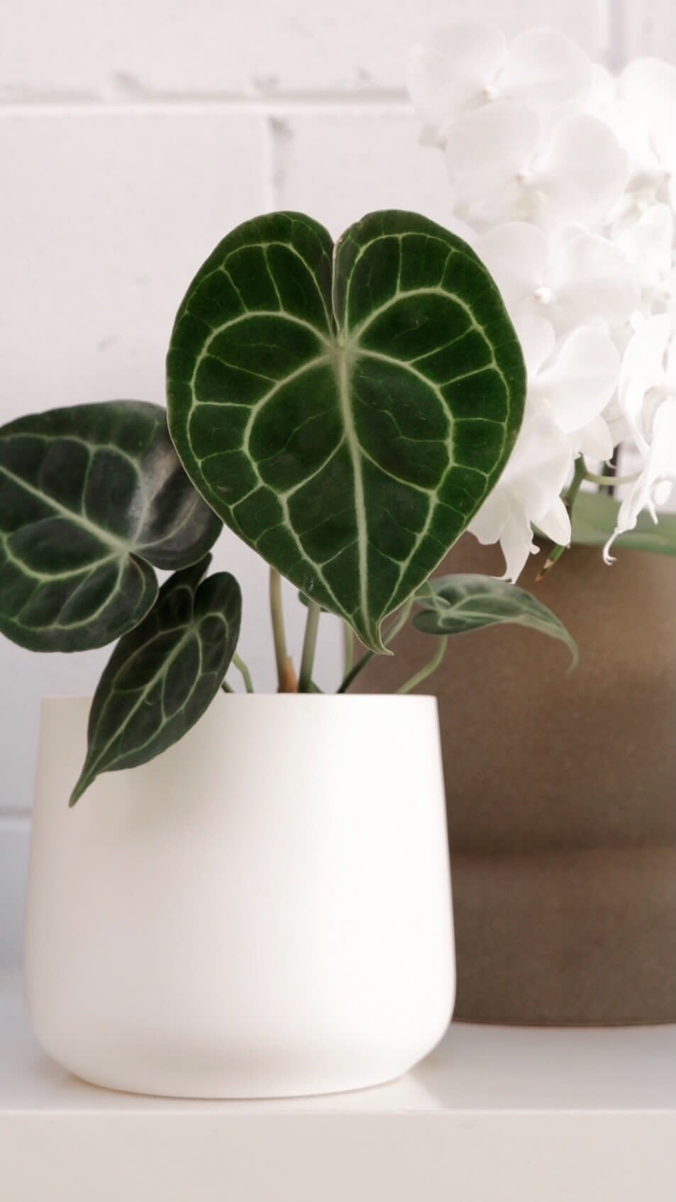 anthurium clarinervium buy australia Anthurium Clarinervium – Botanica Lane