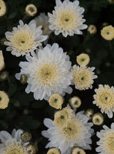 Load image into Gallery viewer, Chrysanthemum [sz:200mm   Cl:white]
