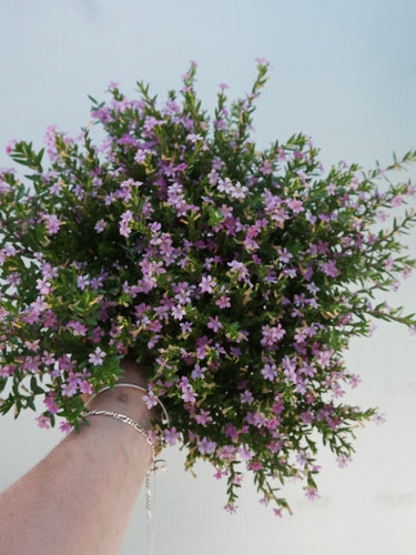 Cuphea 'pink' [sz:140mm]