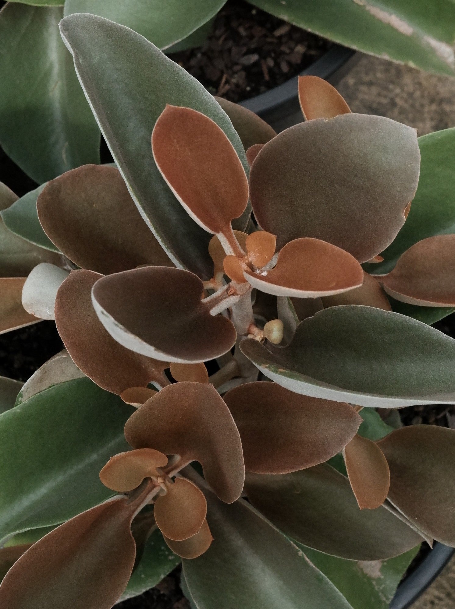 copper succulent Kalanchoe 'copper Spoons'