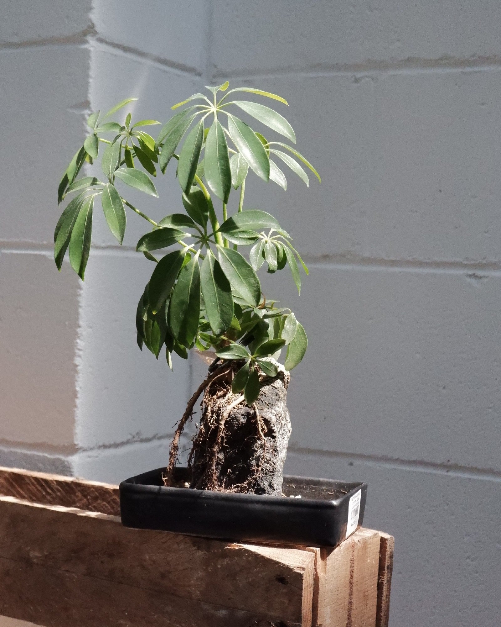 hawaiian umbrella bonsai tree in lava rock Life On The Rocks Schefflera Bonsai – Botanica Lane