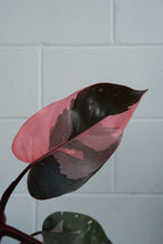 Load image into Gallery viewer, Philodendron &#39;pink Princess&#39;
