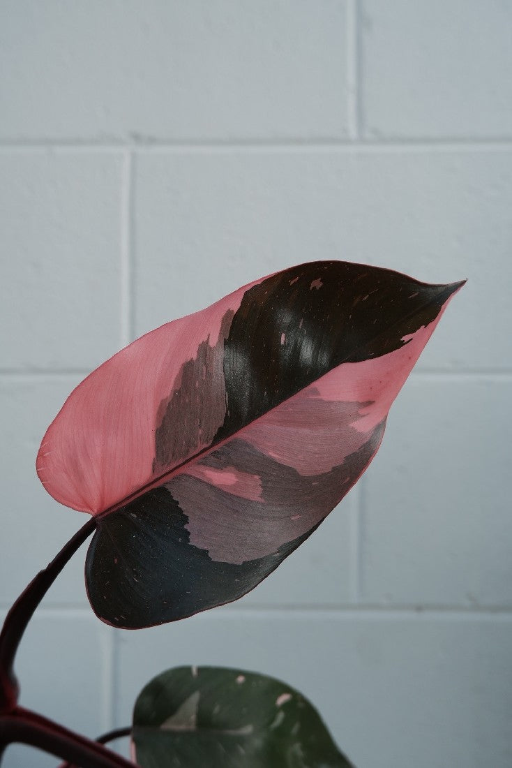 Philodendron 'pink Princess'