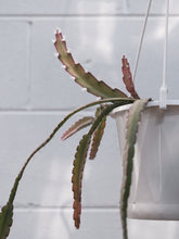 Load image into Gallery viewer, Lepismium Cruciforme [sz:130mm]
