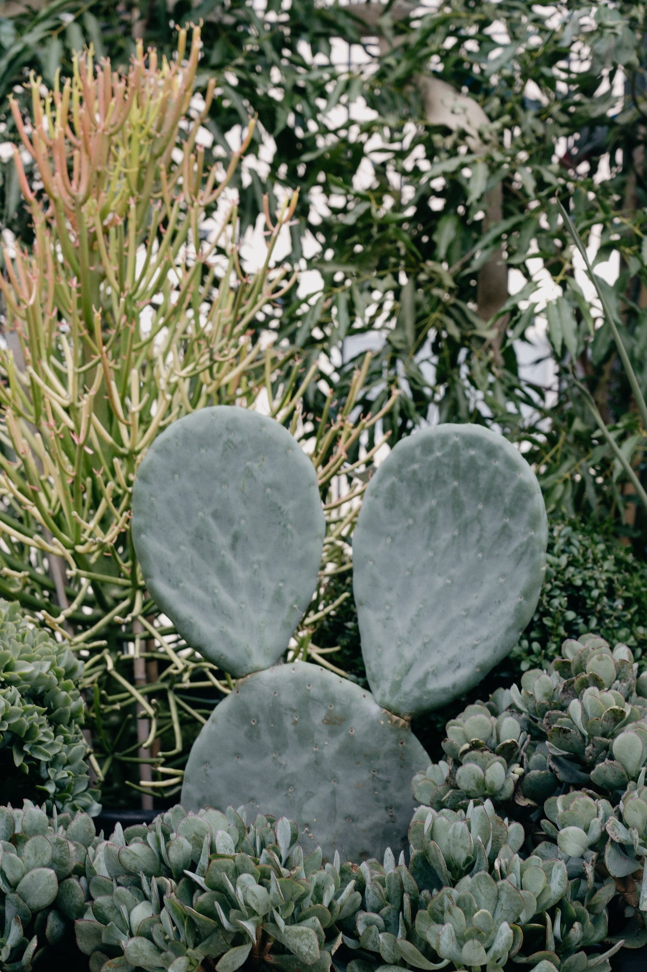 blue prickly pear cactus Opuntia 'prickly Pear'