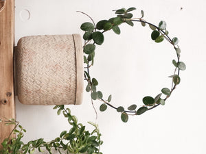 Hoya Mathilde [sz:130mm]