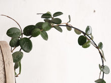 Load image into Gallery viewer, Hoya Mathilde [sz:130mm]
