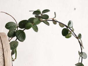 Hoya Mathilde [sz:130mm]