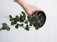 Load image into Gallery viewer, Hoya Mathilde [sz:130mm]
