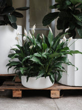 Load image into Gallery viewer, Spathphyllum &#39;peace Lilly&#39; [sz:140mm]
