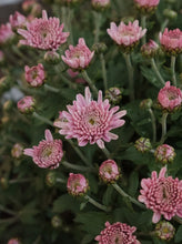 Load image into Gallery viewer, Chrysanthemum [sz:200mm   Cl:pink]
