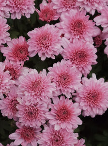 Chrysanthemum [sz:200mm   Cl:pink]
