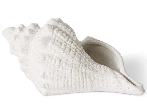 Conch Shell