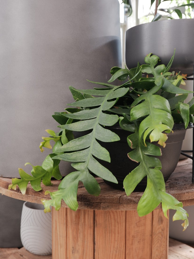 Selenicereus Chrysocardium 'fern Leaf Cactus'