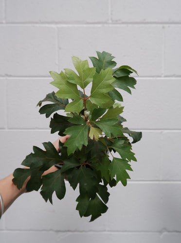 Cissus 'ellen Danica' 100mm