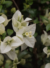 Load image into Gallery viewer, Bougainvillea &#39;white Cascade&#39; 140mm
