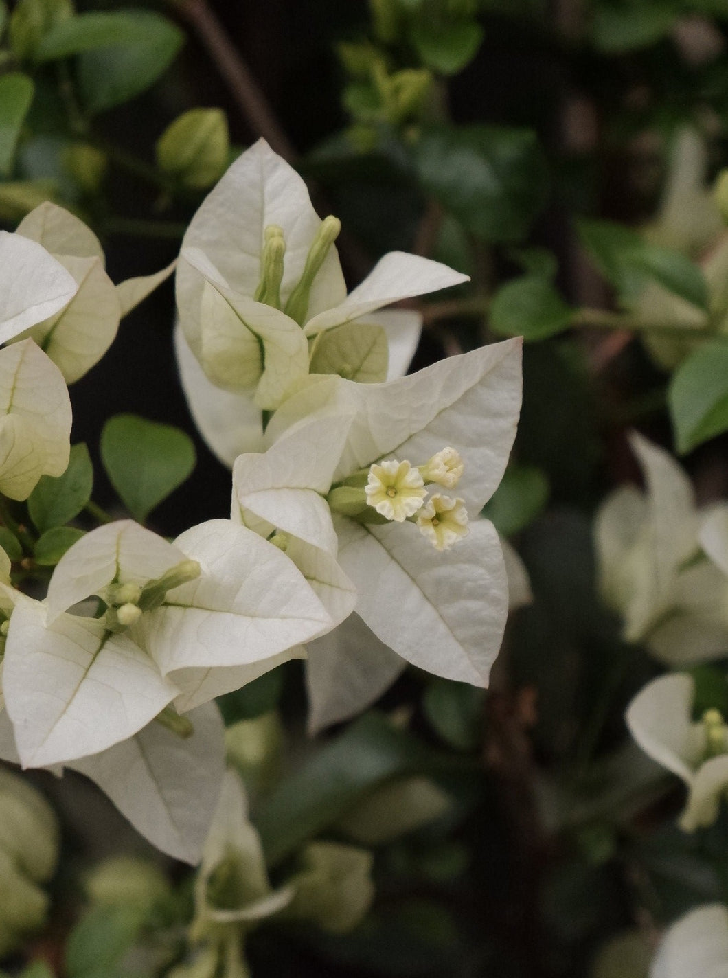 Bougainvillea 'white Cascade' 140mm