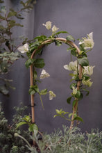 Load image into Gallery viewer, Bougainvillea &#39;white Cascade&#39; 140mm
