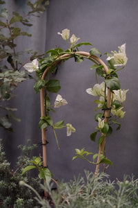 Bougainvillea 'white Cascade' 140mm