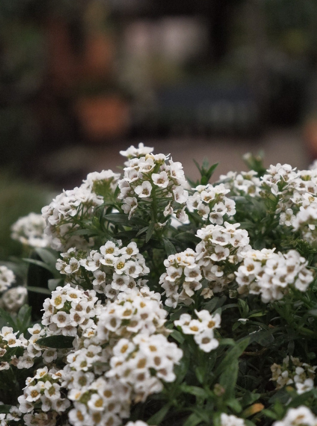 Alyssum Assorted 