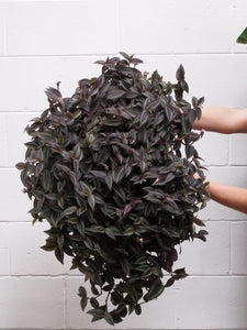 Tradescantia Assorted [sz:250mm]