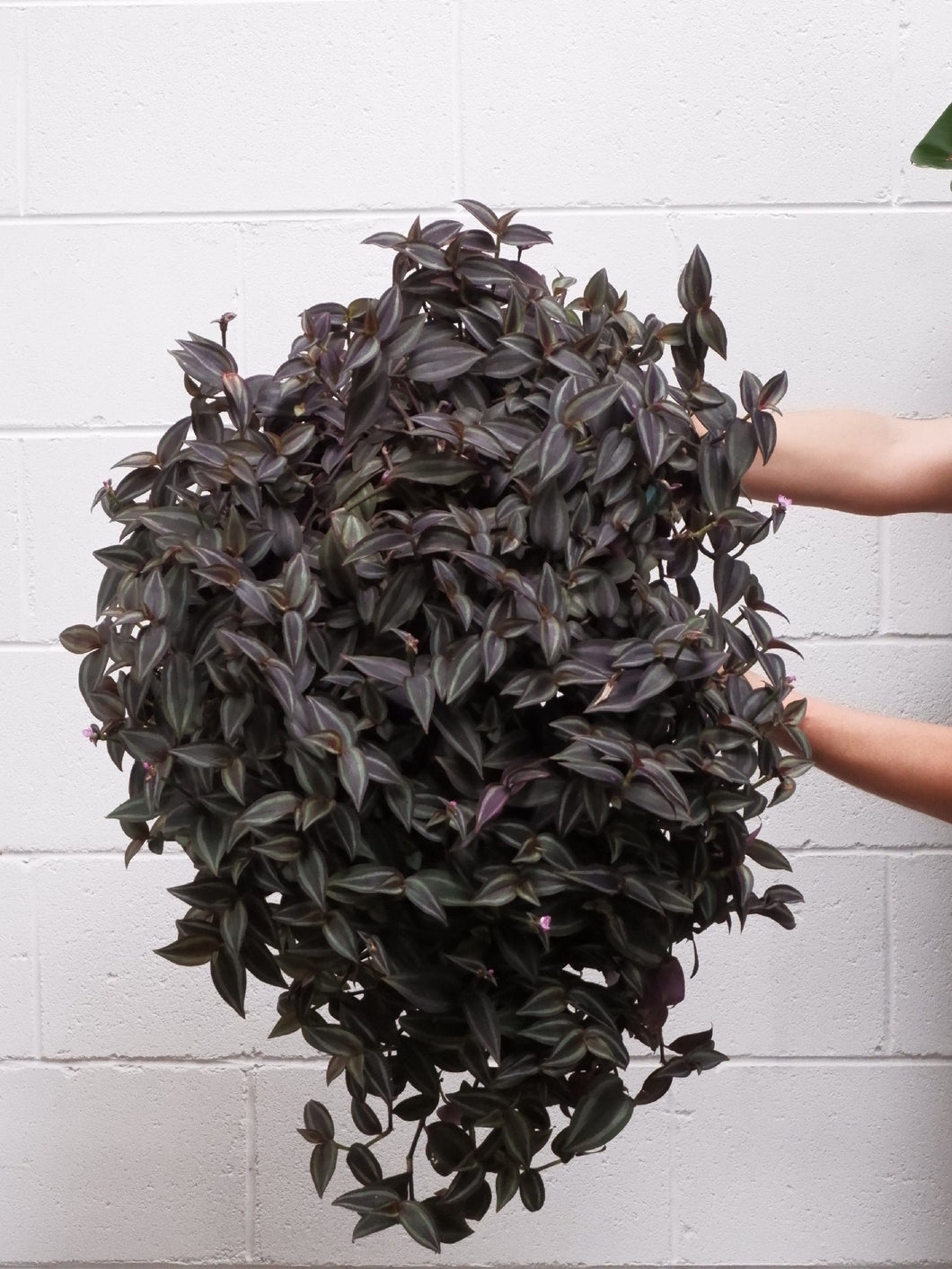 Tradescantia Assorted [sz:250mm]