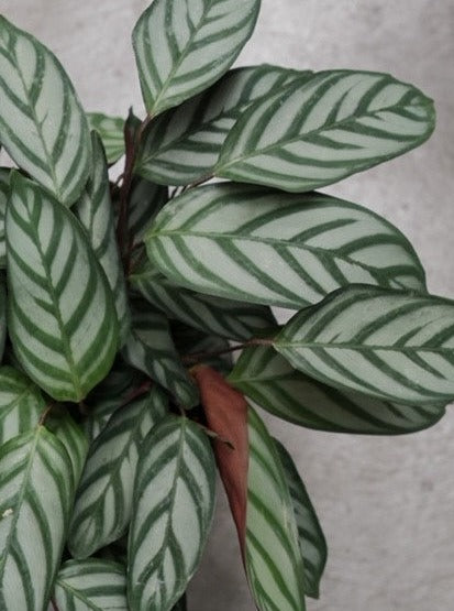 Ctenanthe Setosa 200mm