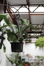 Load image into Gallery viewer, Platycerium &#39;elkhorn Fern&#39; [sz:160mm]
