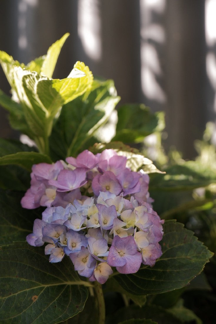 Hydrangea Blue 200mm