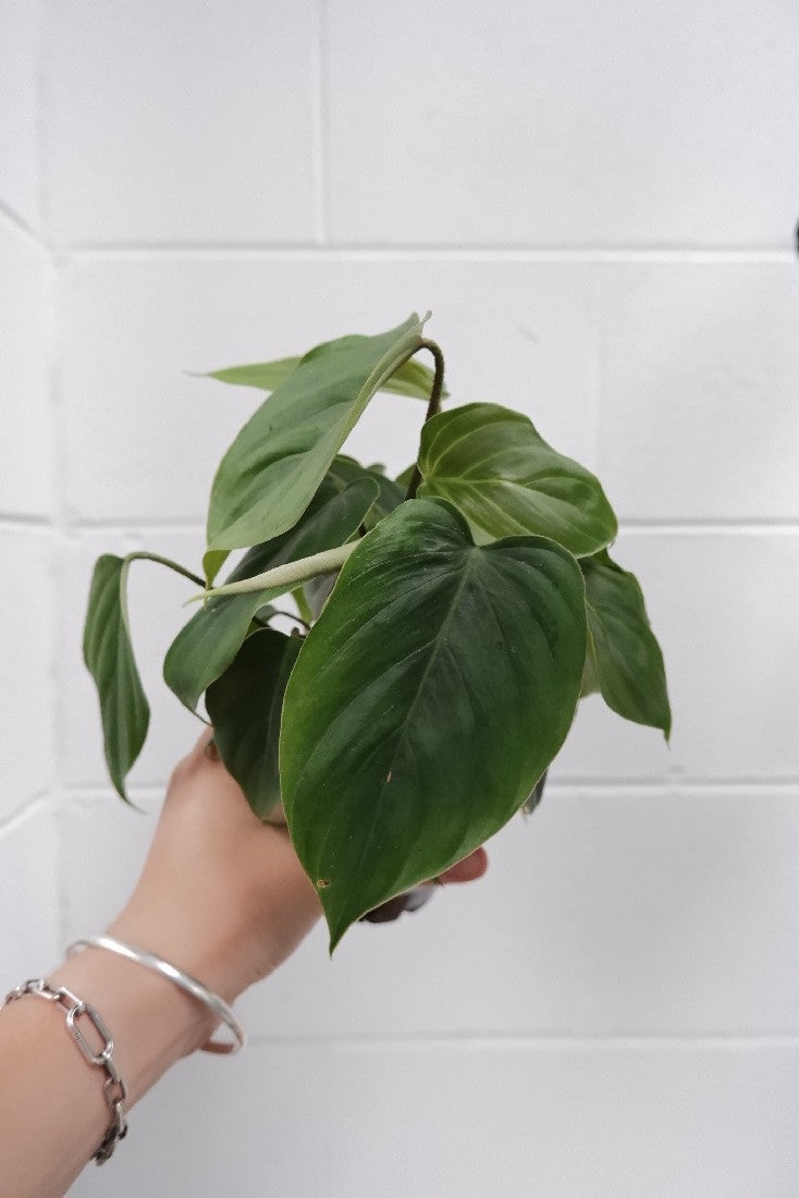 Philodendron Fuzzy Petiole 100mm – Botanica Lane